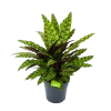 Calathea Insigne - Livingplant - P27 H80 - Kamerplant
