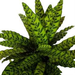 Nieuwkomers -Groen Decor Verkoop calathea insigne livingplant p27 h80 5 3