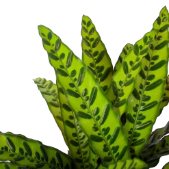 Calathea Insigne - Livingplant - P27 H80 - Kamerplant 8 Calathea Insigne - Livingplant - P27 H80 - Kamerplant -Groen Decor Verkoop calathea insigne livingplant p27 h80 6 3