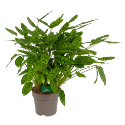 Nieuwkomers 7 Calathea Leopardina - Schaduwplant - P27 H90 - Kamerplant