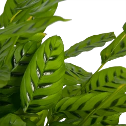 Nieuwkomers -Groen Decor Verkoop calathea leopardina schaduwplant p27 h90 kamerplant 3