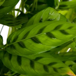 Calathea Leopardina - Schaduwplant - P27 H90 - Kamerplant -Groen Decor Verkoop calathea leopardina schaduwplant p27 h90 kamerplant 4