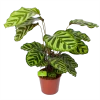 Calathea Makoyana - Pauwenplant - P17 H65 - Kamerplant 1 Calathea Makoyana - Pauwenplant - P17 H65 - Kamerplant -Groen Decor Verkoop calathea makoyana pauwenplant p17 h65 1 2