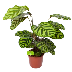 Calathea Makoyana - Pauwenplant - P17 H65 - Kamerplant