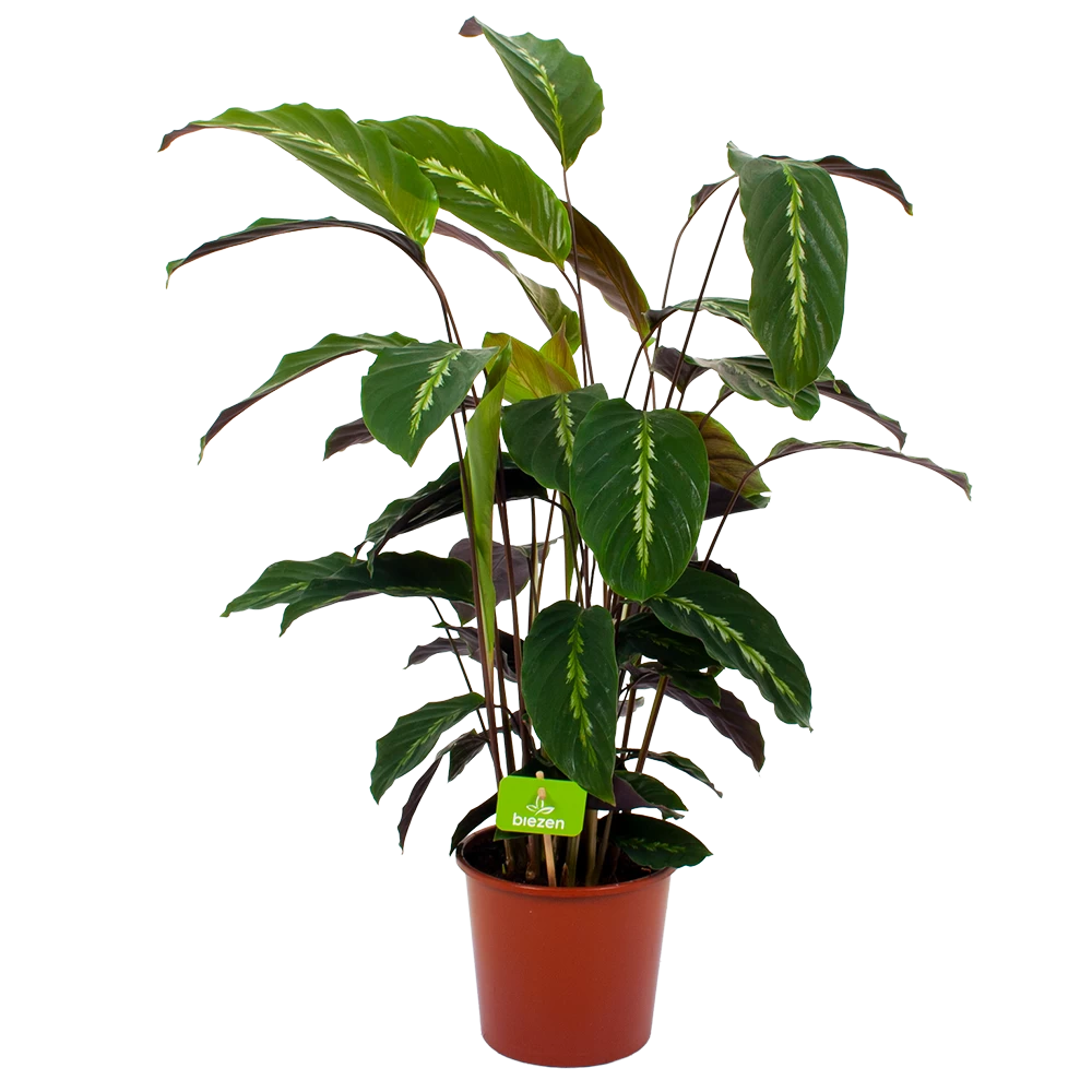 Groen Decor Verkoop -Groen Decor Verkoop calathea maui queen livingplant p17 h70 4