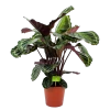 Calathea Medaillon - Schaduwplant - P19 H75 - Kamerplant 2 Calathea Medaillon - Schaduwplant - P19 H75 - Kamerplant -Groen Decor Verkoop calathea medaillon schaduwplant p19 h75 4