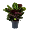 Calathea Medaillon - Schaduwplant - P27 H90 - Kamerplant -Groen Decor Verkoop calathea medaillon schaduwplant p27 h90 1 1