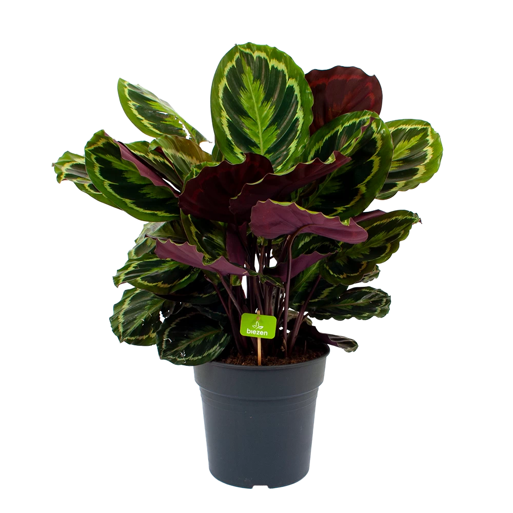 Groen Decor Verkoop -Groen Decor Verkoop calathea medaillon schaduwplant p27 h90 1 1