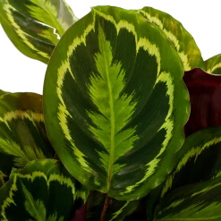 Nieuwkomers -Groen Decor Verkoop calathea medaillon schaduwplant p27 h90 5 1