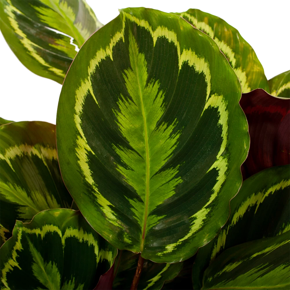Calathea Medaillon - Schaduwplant - P27 H90 - Kamerplant 4 Calathea Medaillon - Schaduwplant - P27 H90 - Kamerplant - Afbeelding 2