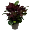 Calathea Medaillon - Schaduwplant - P32 H80 - Kamerplant 1 Calathea Medaillon - Schaduwplant - P32 H80 - Kamerplant -Groen Decor Verkoop calathea medaillon schaduwplant p32cm h80cm 2