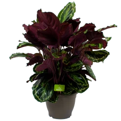 Calathea Medaillon - Schaduwplant - P32 H80 - Kamerplant