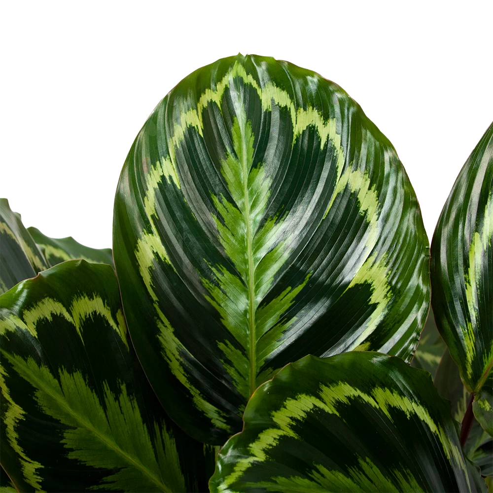 Calathea Medaillon - Schaduwplant - P32 H80 - Kamerplant 4 Calathea Medaillon - Schaduwplant - P32 H80 - Kamerplant - Afbeelding 2