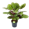 Calathea Mysty - Livingplant - P27 H80 - Kamerplant -Groen Decor Verkoop calathea mysty livingplant p27 h80 1 3