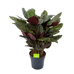 Calathea Ornata - Livingplant - P27 H80 - Kamerplant