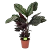 Calathea Ornata - Livingplant - Schaduwplant - P19 H75 - Kamerplant 1 Calathea Ornata - Livingplant - Schaduwplant - P19 H75 - Kamerplant -Groen Decor Verkoop calathea ornata livingplant schaduwplant p19 h75 1 1