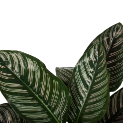 Calathea Ornata - Livingplant - Schaduwplant - P19 H75 - Kamerplant -Groen Decor Verkoop calathea ornata livingplant schaduwplant p19 h75 5 1