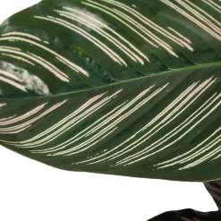Calathea Ornata - Livingplant - Schaduwplant - P19 H75 - Kamerplant -Groen Decor Verkoop calathea ornata livingplant schaduwplant p19 h75 6 1