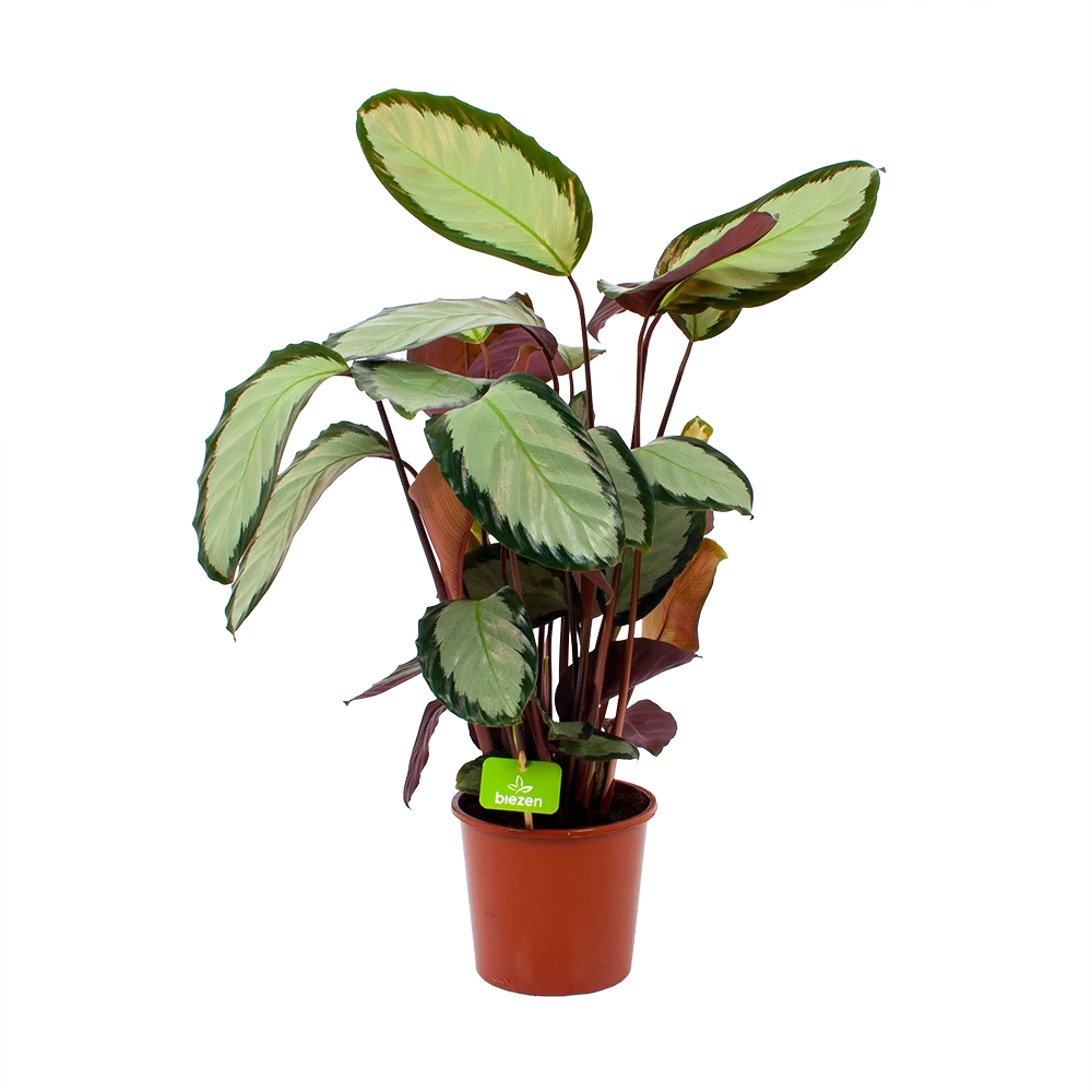 Calathea Picturata - Livingplant - P17 H65 - Kamerplant 3 Calathea Picturata - Livingplant - P17 H65 - Kamerplant