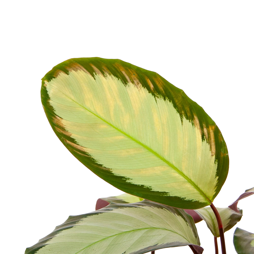 Calathea Picturata - Livingplant - P17 H65 - Kamerplant 4 Calathea Picturata - Livingplant - P17 H65 - Kamerplant - Afbeelding 2