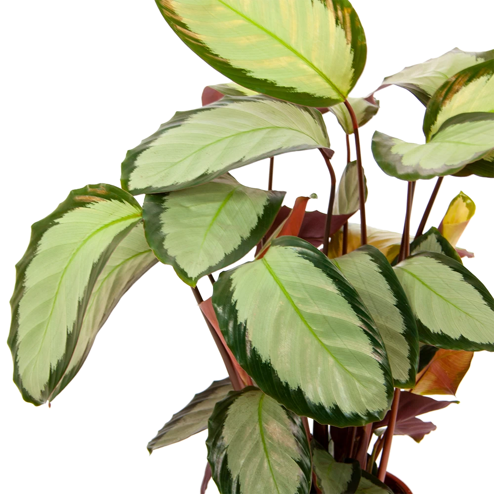 Calathea Picturata - Livingplant - P17 H65 - Kamerplant 5 Calathea Picturata - Livingplant - P17 H65 - Kamerplant - Afbeelding 3