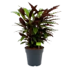 Calathea Rufibarba Wavestar - Pauwenplant - P27 H90 - Kamerplant -Groen Decor Verkoop calathea rufibarba wavestar pauwenplant p27 h90 1 1