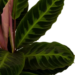 Nieuwkomers -Groen Decor Verkoop calathea warcewiczii livingplant p19 h75 5 1