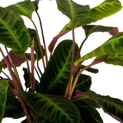 Nieuwkomers -Groen Decor Verkoop calathea warcewiczii livingplant p21 h75 5 1