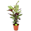 Calathea Whitestar - Schaduwplant - P19 H75 - Kamerplant -Groen Decor Verkoop calathea whitestar schaduwplant p19 h75 1 1