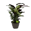 Calathea Whitestar - Schaduwplant - P32 H80 - Kamerplant 1 Calathea Whitestar - Schaduwplant - P32 H80 - Kamerplant -Groen Decor Verkoop calathea whitestar schaduwplant p32 h80 1