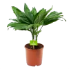 Chamaedorea Metallica Bergpalm - P17 H50 - Kamerplant -Groen Decor Verkoop chamaedorea metallica bergpalm p17cm h50cm 4 1