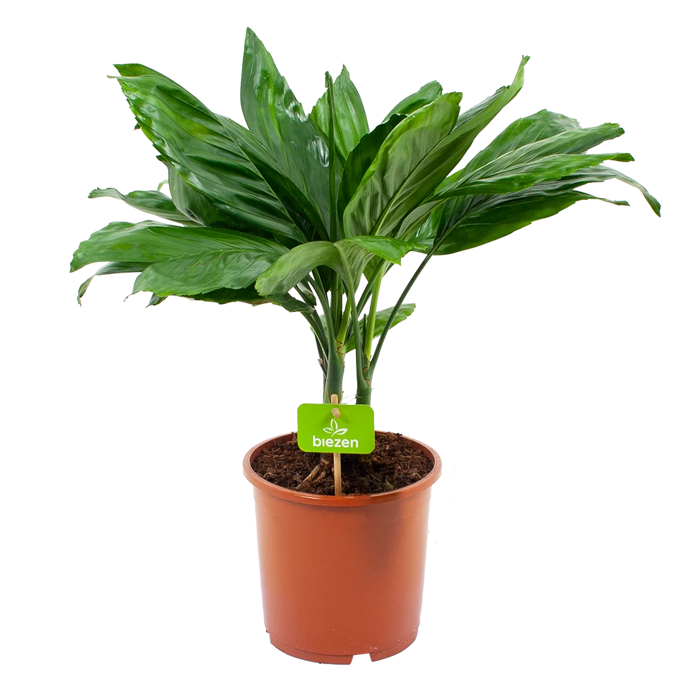 Chamaedorea Metallica Bergpalm - P17 H50 - Kamerplant 3 Chamaedorea Metallica Bergpalm - P17 H50 - Kamerplant