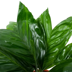 Chamaedorea Metallica Bergpalm - P17 H50 - Kamerplant 6 Chamaedorea Metallica Bergpalm - P17 H50 - Kamerplant -Groen Decor Verkoop chamaedorea metallica bergpalm p17cm h50cm 6