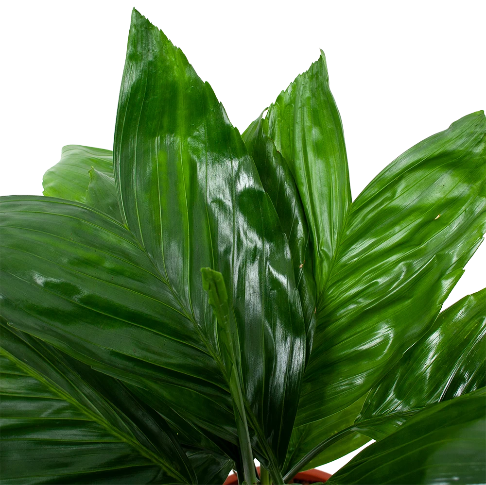 Chamaedorea Metallica Bergpalm - P17 H50 - Kamerplant 4 Chamaedorea Metallica Bergpalm - P17 H50 - Kamerplant - Afbeelding 2