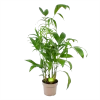 Chamaedorea Seifrizii - Bergpalm - P24 H100 - Kamerplant 2 Chamaedorea Seifrizii - Bergpalm - P24 H100 - Kamerplant -Groen Decor Verkoop chamaedorea seifrizii bergpalm p24 h100 1