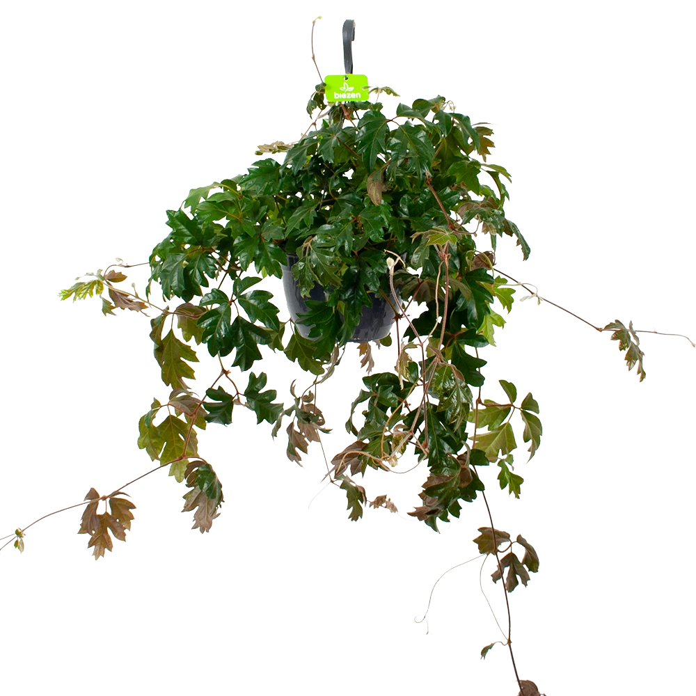 Cissus Rhombifolia - Kamerwijnstok - In Hangpot - P20 H40 - Kamerplant 3 Cissus Rhombifolia - Kamerwijnstok - In Hangpot - P20 H40 - Kamerplant
