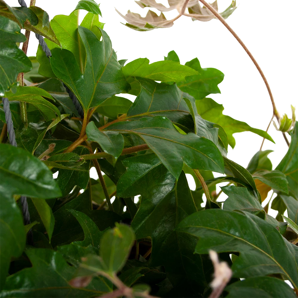 Cissus Rhombifolia - Kamerwijnstok - In Hangpot - P20 H40 - Kamerplant 4 Cissus Rhombifolia - Kamerwijnstok - In Hangpot - P20 H40 - Kamerplant - Afbeelding 2