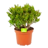 Crassula Ovata Gollum - P23 H50 - Kamerplant -Groen Decor Verkoop crassula ovata gollum p23 h50 1 1