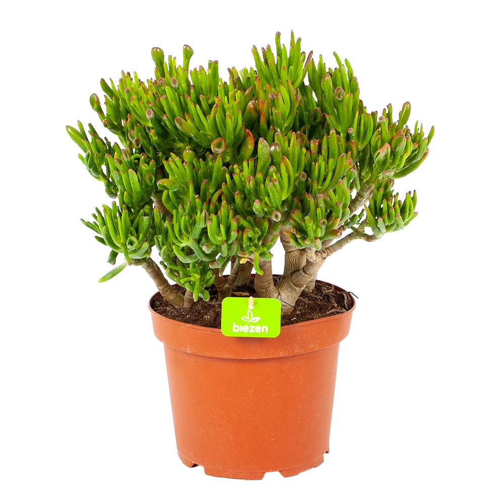 Crassula Ovata Gollum - P23 H50 - Kamerplant 3 Crassula Ovata Gollum - P23 H50 - Kamerplant