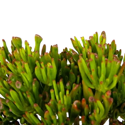 Crassula Ovata Gollum - P23 H50 - Kamerplant 6 Crassula Ovata Gollum - P23 H50 - Kamerplant -Groen Decor Verkoop crassula ovata gollum p23 h50 5 1