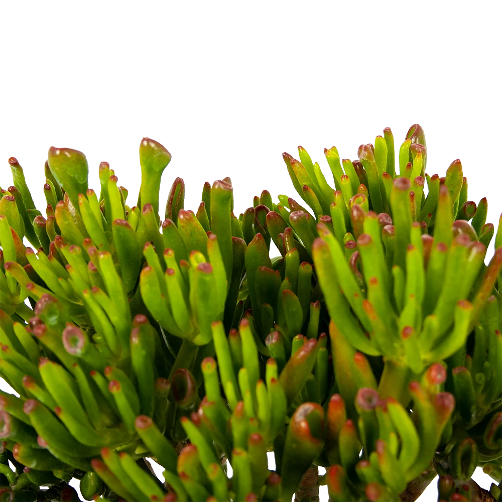 Crassula Ovata Gollum - P23 H50 - Kamerplant 4 Crassula Ovata Gollum - P23 H50 - Kamerplant - Afbeelding 2