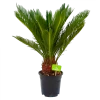 Cycas Revoluta - Vredespalm - P17 H60 - Kamerplant 2 Cycas Revoluta - Vredespalm - P17 H60 - Kamerplant -Groen Decor Verkoop cycas revoluta vredespalm p17 h60 4