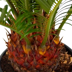 Cycas Revoluta - Vredespalm - P17 H60 - Kamerplant 6 Cycas Revoluta - Vredespalm - P17 H60 - Kamerplant -Groen Decor Verkoop cycas revoluta vredespalm p17 h60 5