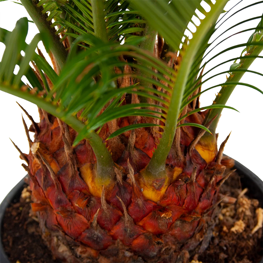 Cycas Revoluta - Vredespalm - P17 H60 - Kamerplant 4 Cycas Revoluta - Vredespalm - P17 H60 - Kamerplant - Afbeelding 2