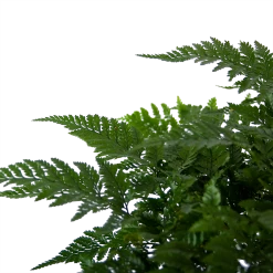 Davallia Teyermannii - In Hangpot - P17 H30 - Kamerplant -Groen Decor Verkoop davallia teyermannii in hangpot p17 h30 6