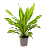 Dracaena Charley - Drakenbloedboom - P24 H95 - Kamerplant -Groen Decor Verkoop dracaena charley drakenbloedboom p24 h95 1