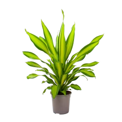 Dracaena Charley - Drakenbloedboom - P24 H95 - Kamerplant -Groen Decor Verkoop dracaena charley drakenbloedboom p24 h95 3