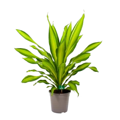 Dracaena Charley - Drakenbloedboom - P24 H95 - Kamerplant -Groen Decor Verkoop dracaena charley drakenbloedboom p24 h95 4