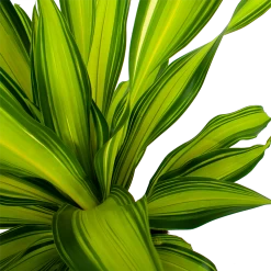Dracaena Charley - Drakenbloedboom - P24 H95 - Kamerplant -Groen Decor Verkoop dracaena charley drakenbloedboom p24 h95 5