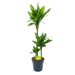 Dracaena Cintho - Op Stam - Drakenbloedboom - P21 H100 - Kamerplant